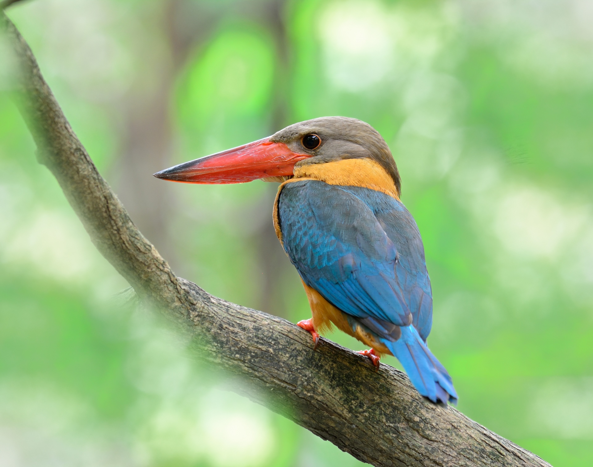 Stork-billed Kingfisher by prin79